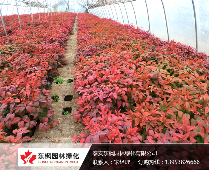 養(yǎng)護火焰南天竹注意事項