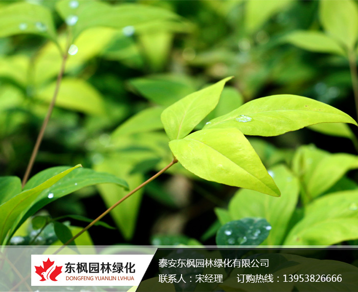 火焰南天竹入市以來熱度不減，未來幾年市場好！