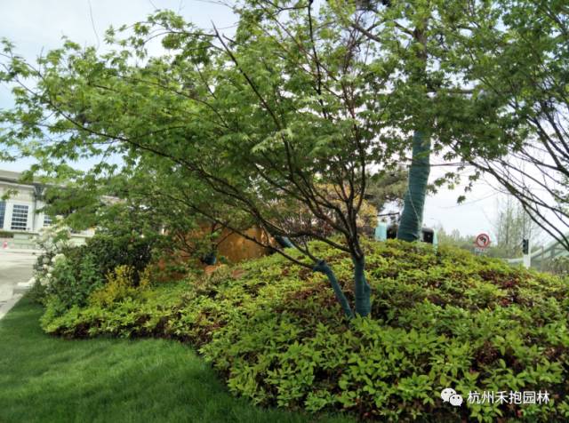 火焰南天竹入市以來熱度不減，未來幾年市場好！