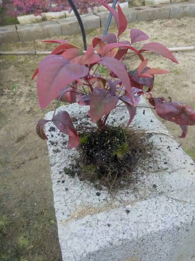 火焰南天竹入市以來熱度不減，未來幾年市場好！