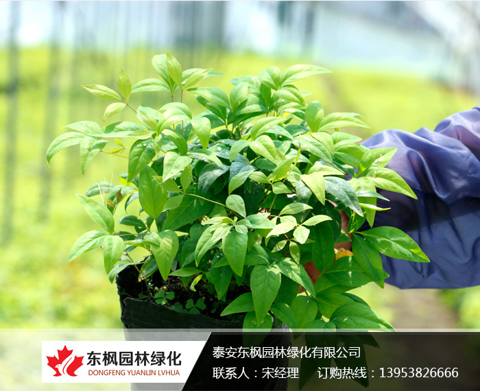 火焰南天竹栽種、澆水、施肥等及擺放環(huán)境