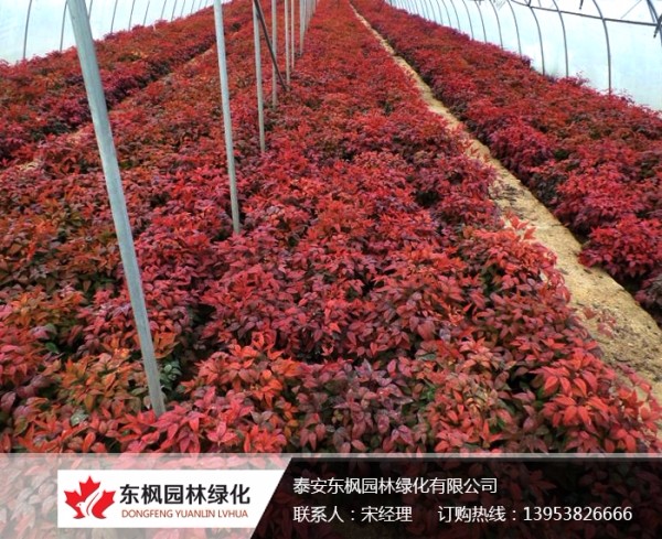 火焰南天竹栽種、澆水、施肥等及擺放環(huán)境