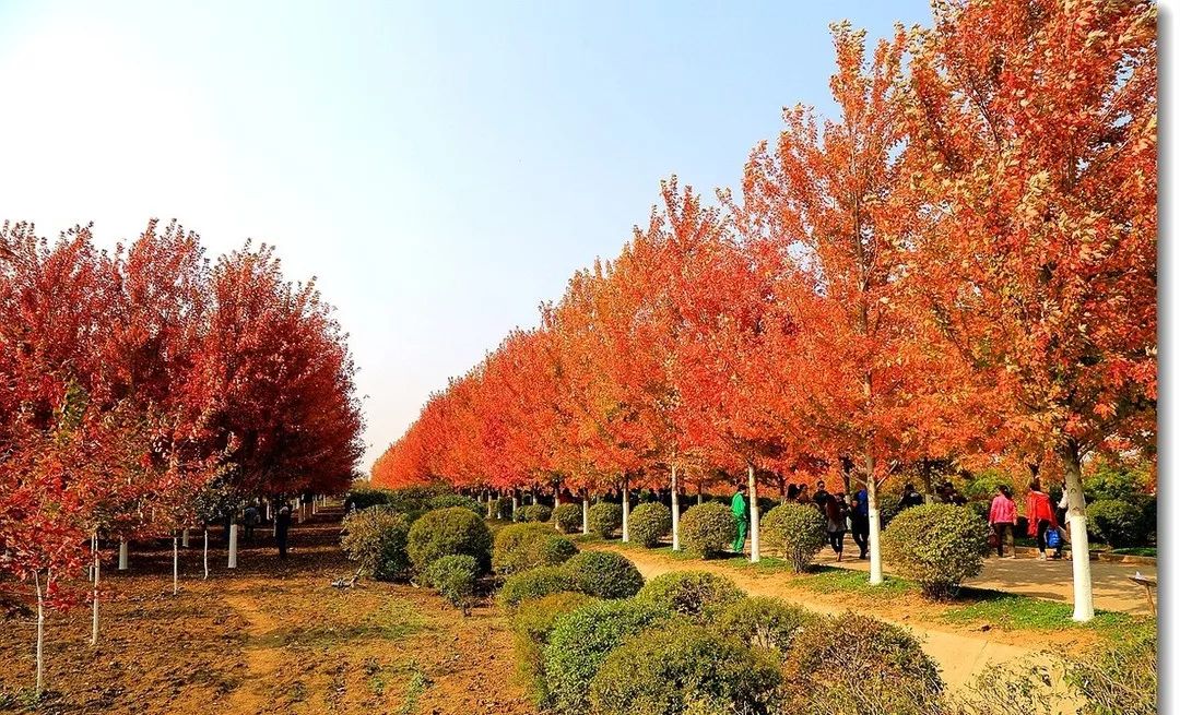 它，秋之嬌子——美國紅點(diǎn)紅楓