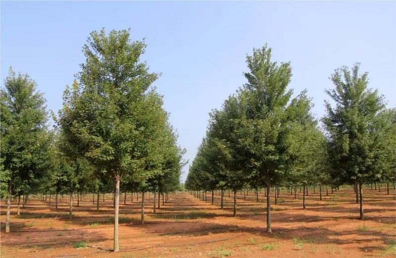 它，秋之嬌子——美國紅點(diǎn)紅楓