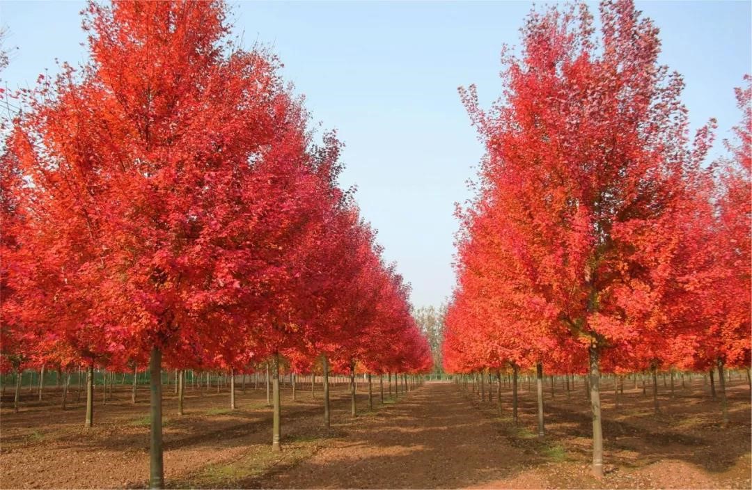 它，秋之嬌子——美國紅點(diǎn)紅楓