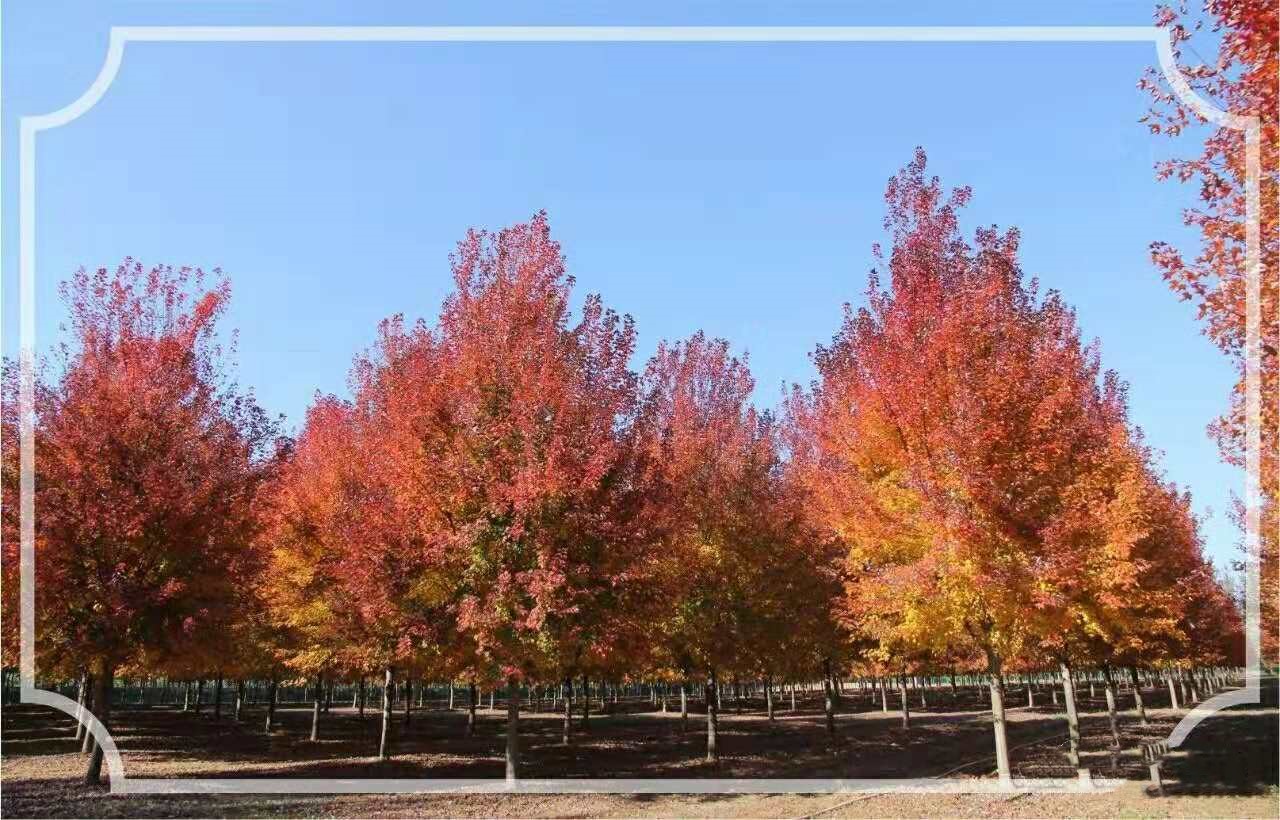 它，秋之嬌子——美國紅點(diǎn)紅楓