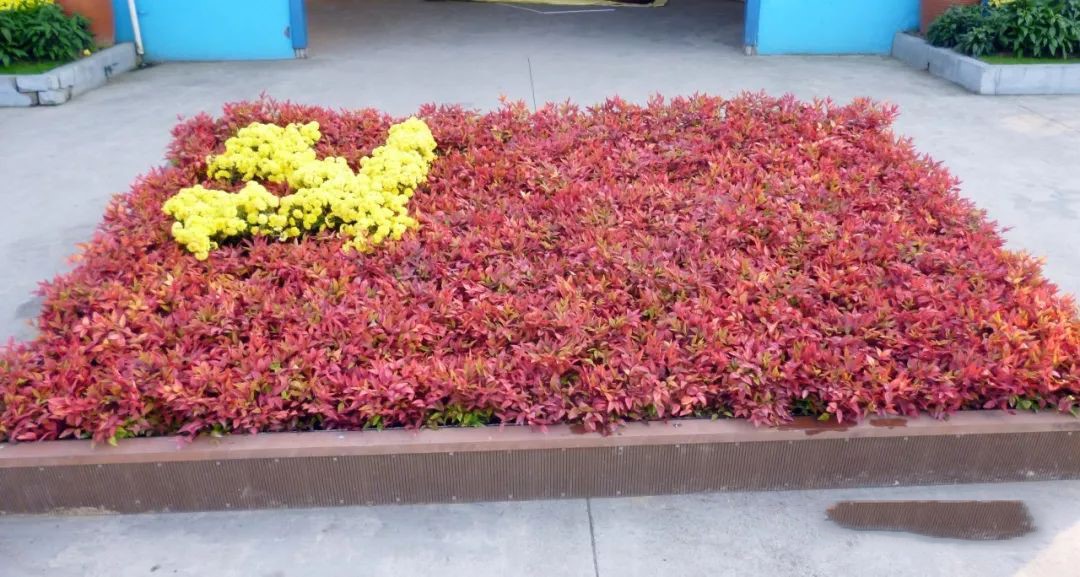 凌霜傲雪，夏透碧翠；近凝眸，紅光瀲艷，精神抖擻------火焰南天竹