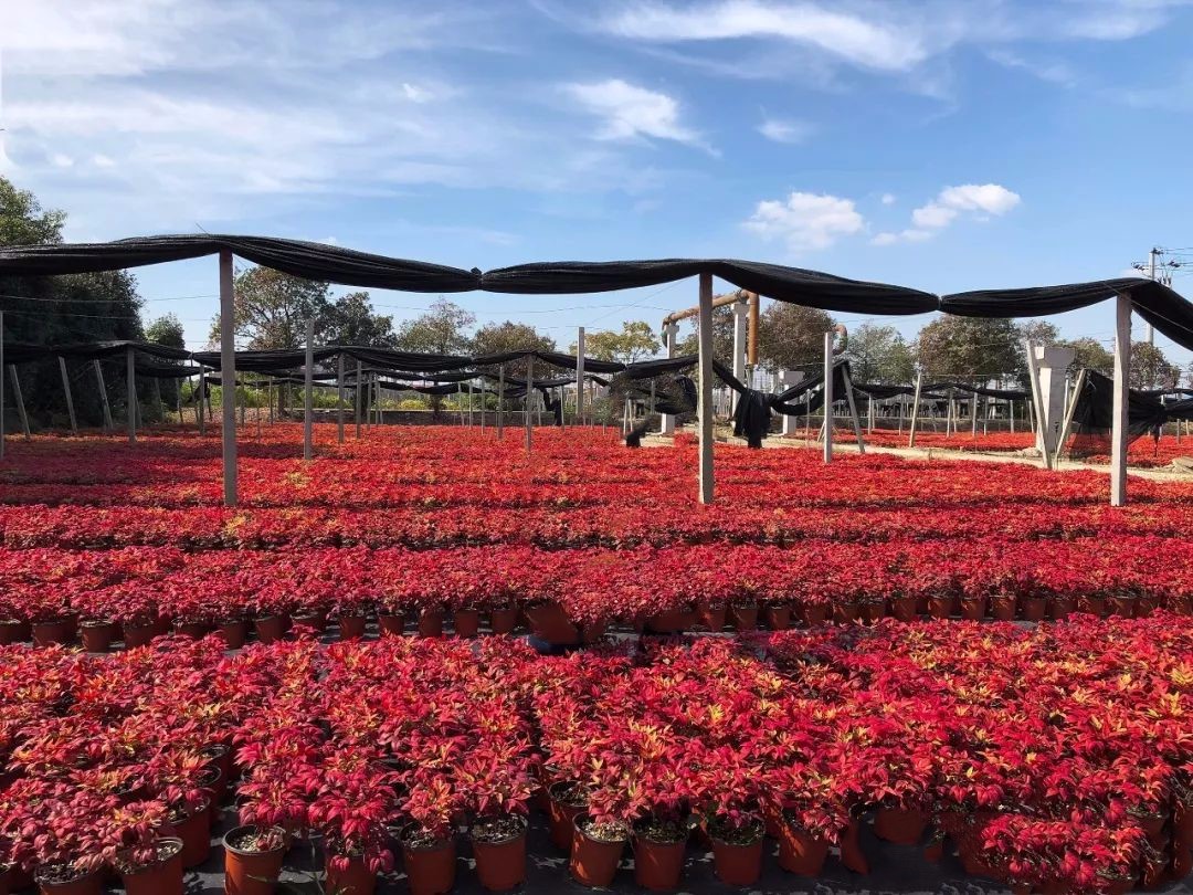 凌霜傲雪，夏透碧翠；近凝眸，紅光瀲艷，精神抖擻------火焰南天竹