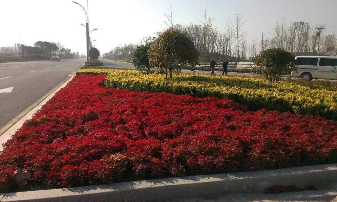 凌霜傲雪，夏透碧翠；近凝眸，紅光瀲艷，精神抖擻------火焰南天竹