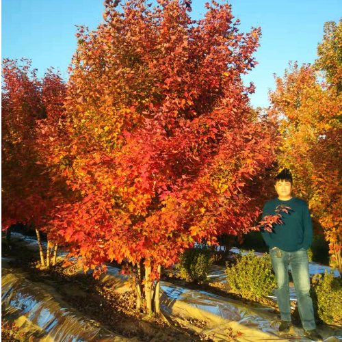 美國(guó)紅楓家族中的 “ 勞斯萊斯 ”______泰安東楓“叢生美國(guó)紅楓”