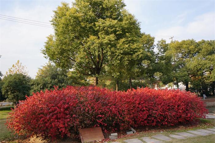 彩葉苗木已逐漸成為綠化市場中的后起之秀