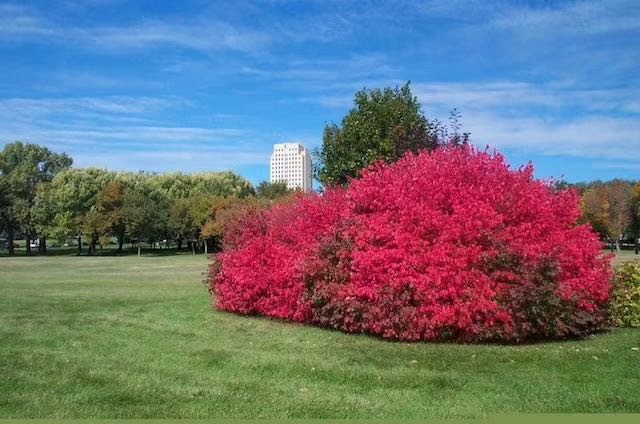 彩葉苗木已逐漸成為綠化市場中的后起之秀g