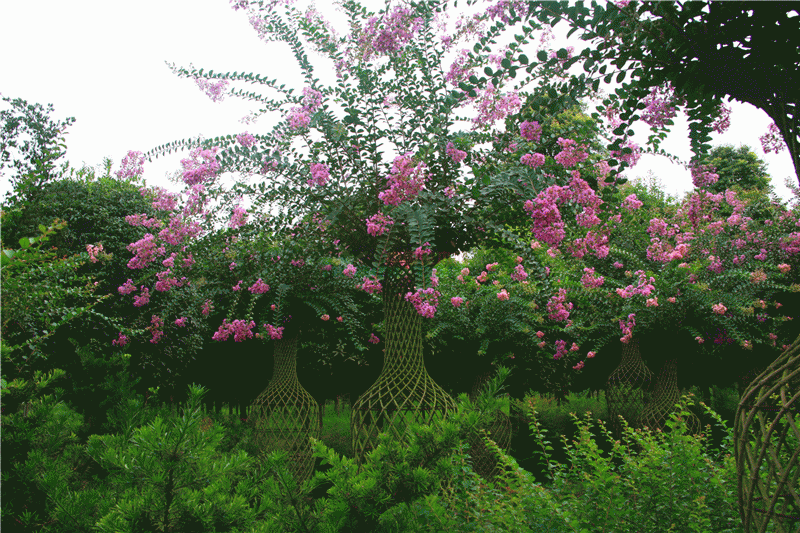 紫薇花瓶|火焰南天竹|叢生紅點紅楓|火焰衛(wèi)矛的生長習性-泰安東楓園林苗木有限公司