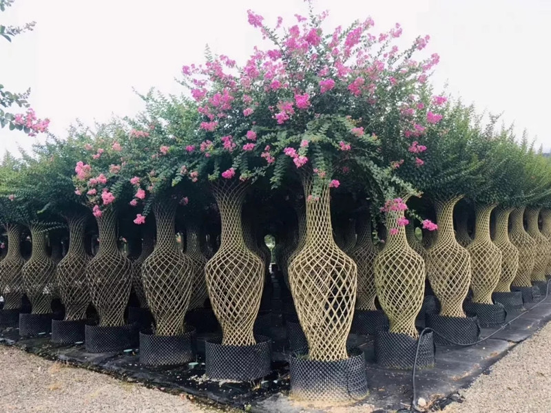 關(guān)于美國(guó)紫薇、紫薇花瓶、紫薇造型點(diǎn)擊了解更多詳情