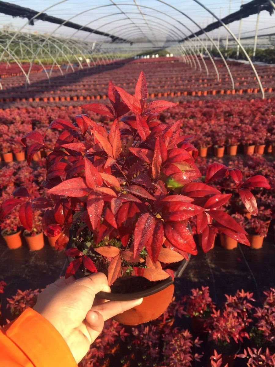 種苗兩年，投資2000萬，干出兩個(gè)“大”，這個(gè)山東兄弟有點(diǎn)“狠”