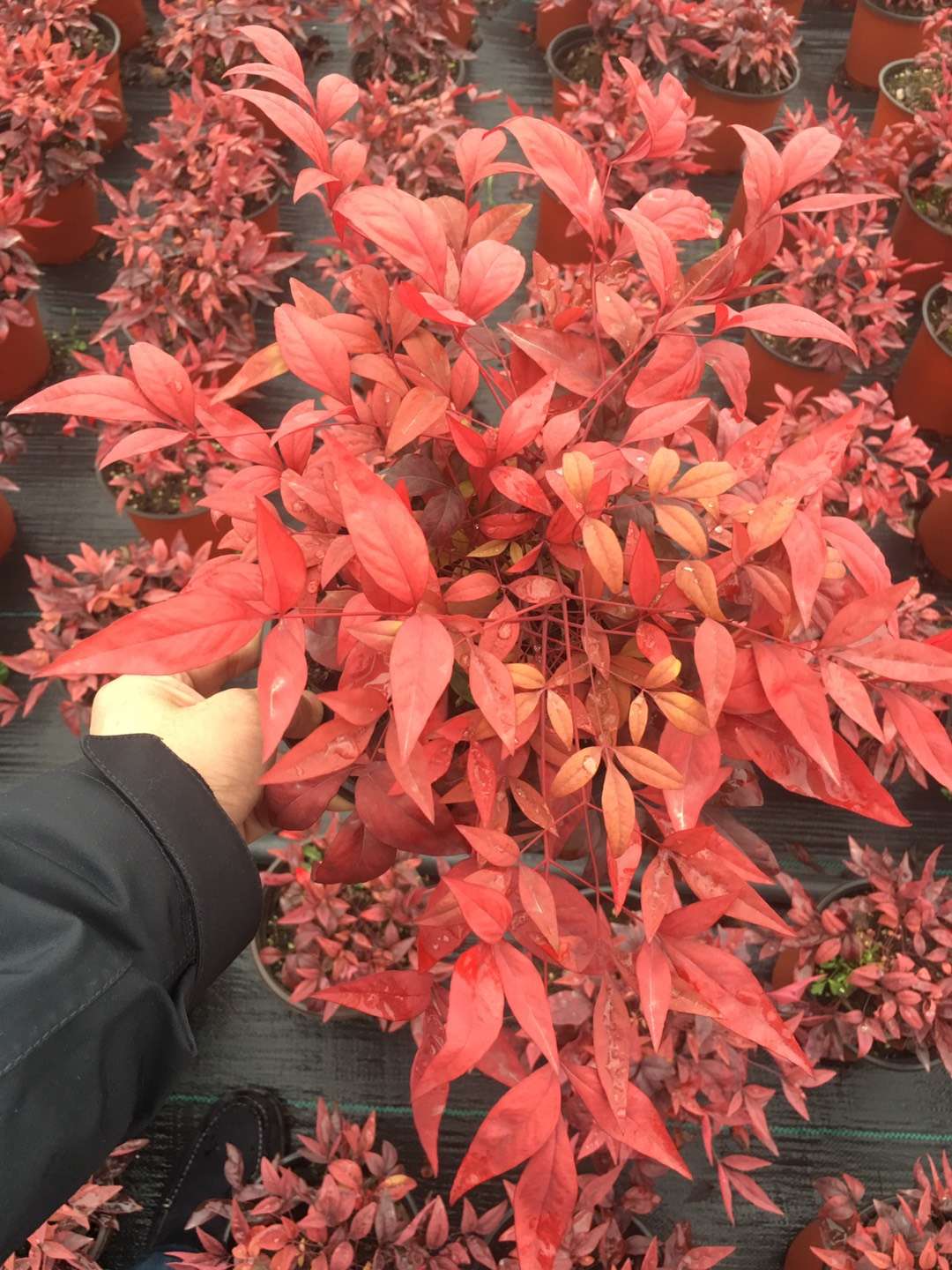 種苗兩年，投資2000萬，干出兩個(gè)“大”，這個(gè)山東兄弟有點(diǎn)“狠”