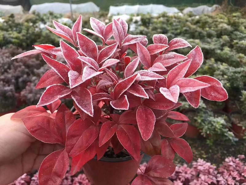 選對(duì)種苗，做好產(chǎn)品，才能未來(lái)可期！火焰南天竹、叢生紅點(diǎn)紅楓、紫薇花瓶