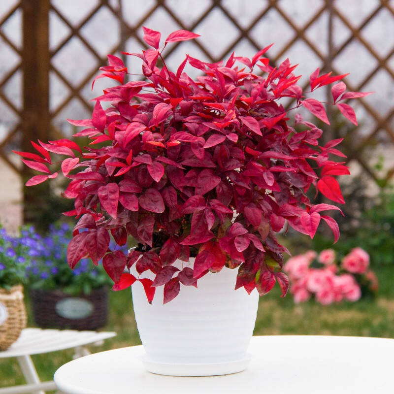 火焰南天竹——在冰冷的冬天，送你暖的色彩！