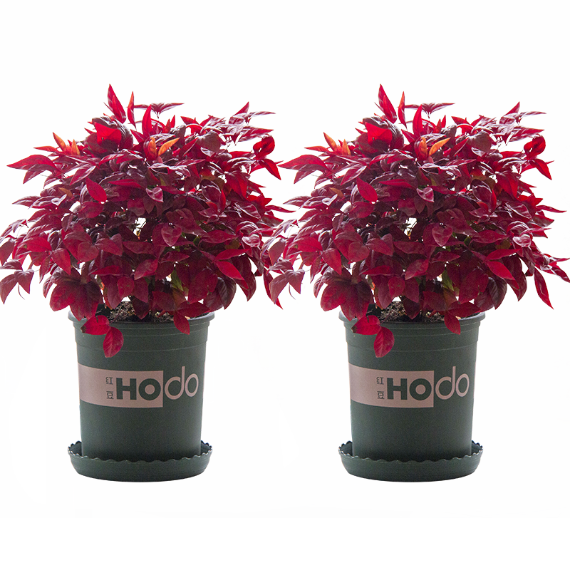 火焰南天竹——在冰冷的冬天，送你暖的色彩！