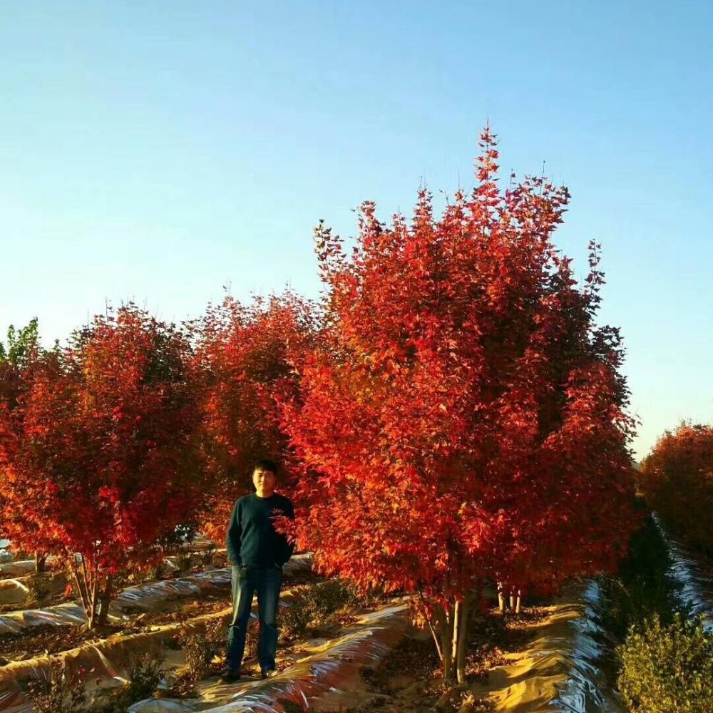 美國紅楓，在砥礪前行中預(yù)見未來